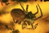 Fossil Spider (Aranea) In Baltic Amber #45130-1